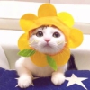 寂寞青瓜