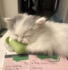 西红柿