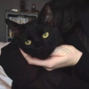 玖歌