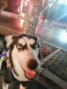 安逸