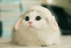 蓓蓓